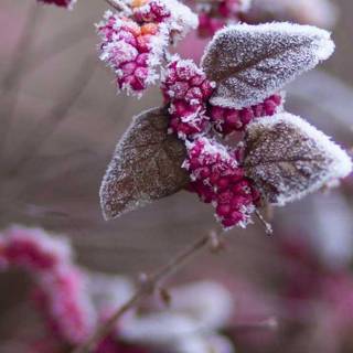 Purple winter flower wallpaper