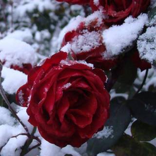 Red winter flower wallpaper