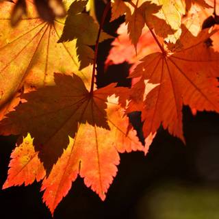 Red autumn leaves wallpaper