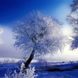 Winter snow desktop wallpaper
