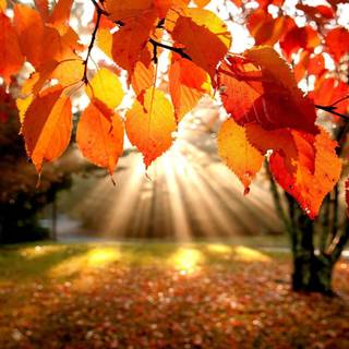 Autumn sunset leaves wallpaper
