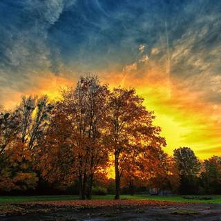 Autumn sunset trees wallpaper