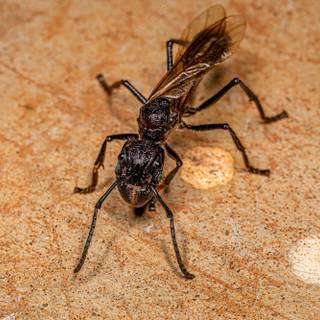 Bullet ant wallpaper