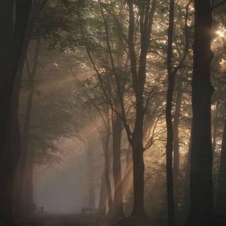 Beige brown aesthetic nature wallpaper