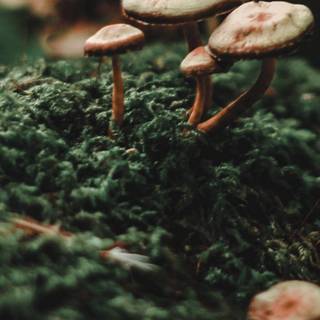 Autumn mushroom iPhone wallpaper
