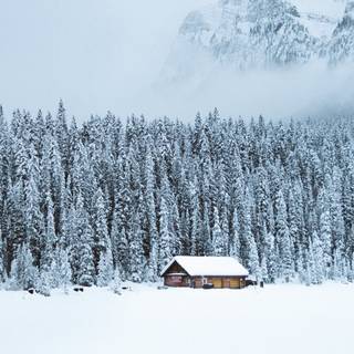 Brown winter wallpaper