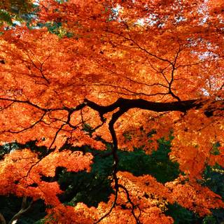 Autumn tree Japan wallpaper
