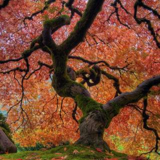 Autumn tree Japan wallpaper