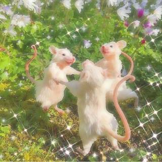 Funny rats wallpaper