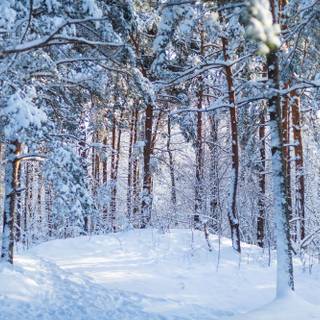 Christmas winter snow wallpaper