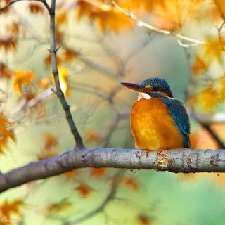 Autumn bird art wallpaper