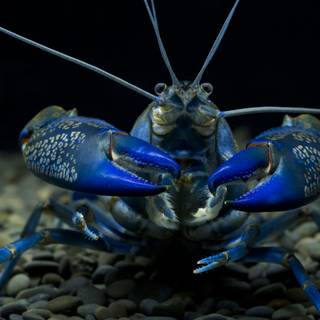 Blue lobster wallpaper