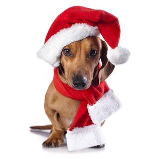 Weenie Dog Christmas wallpaper
