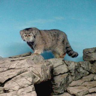 Pallas's Cats wallpaper