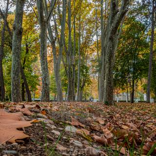 Spain autumn wallpaper