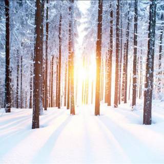 Winter snow scenery wallpaper