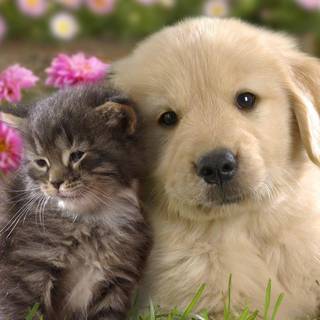 Winter cats and dogs wallpaper