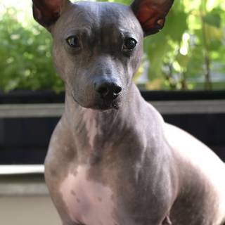 American hairless terrier wallpaper
