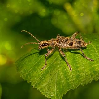 Longhorn beetle wallpaper