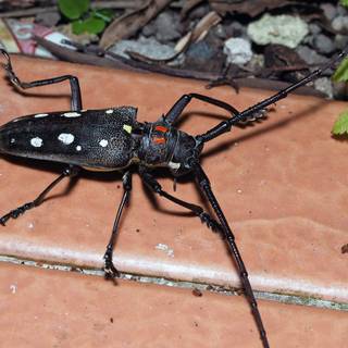 Longhorn beetle wallpaper