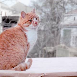 Winter cats orange wallpaper