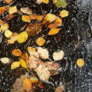 Autumn bubbles wallpaper