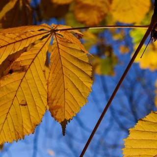 Autumn trees and leaves wallpaper