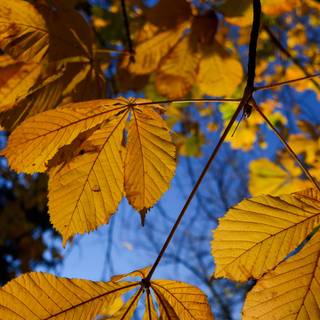 Autumn trees and leaves wallpaper