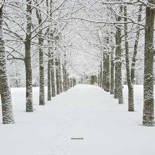 Winter 16k wallpaper