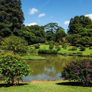 Peradeniya wallpaper