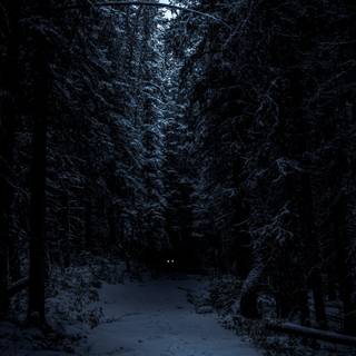 Winter dark snow wallpaper