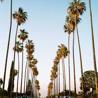 California palm trees wallpaper