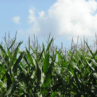 Corn maze wallpaper