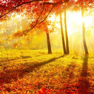 Autumn sunlight wallpaper