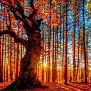 Autumn sunlight wallpaper