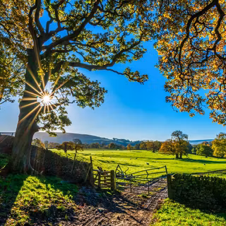 Autumn sunlight wallpaper