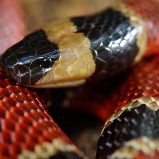Coral snake wallpaper