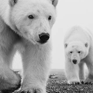 Black and white bear wallpaper