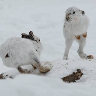 Winter rabbits wallpaper