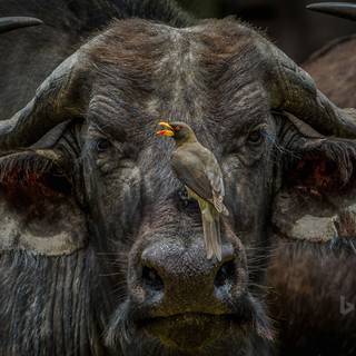 Buffalo animal wallpaper