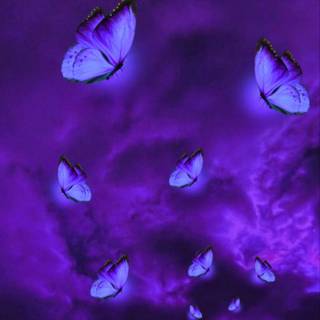 Butterflies in purple sky wallpaper