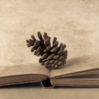 Winter and book wallpaper