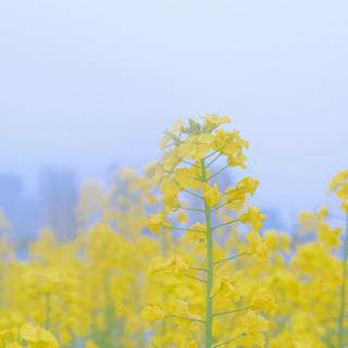 Mustard field wallpaper
