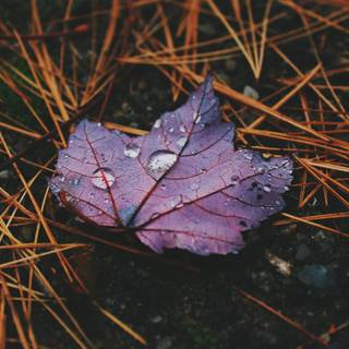 Autumn violet wallpaper