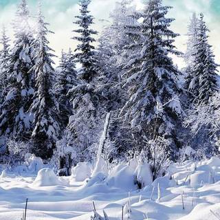 4k winter iPhone 13 Pro wallpaper