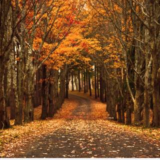 Late autumn nature wallpaper