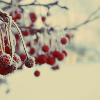 Winter strawberry wallpaper