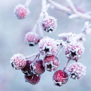 Preppy pink winter wallpaper