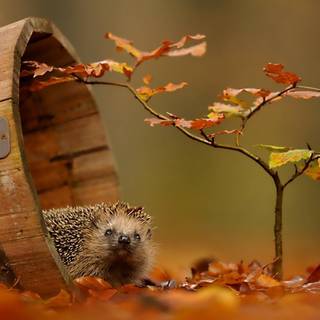 Autumn animal cute wallpaper