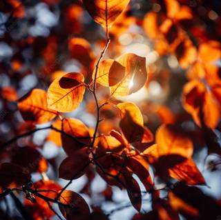 Blurred autumn wallpaper